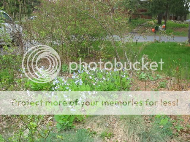 Virginia bluebells photo IMG_3393.jpg